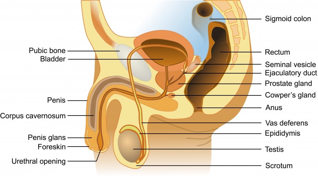 Anatomical diagram of the ejaculatory system for patients with prostates. The prostate is below the bladder, but if the prostate and bladder neck are widened, outflow from the prostate can enter the bladder instead of going out the urethra/penis.